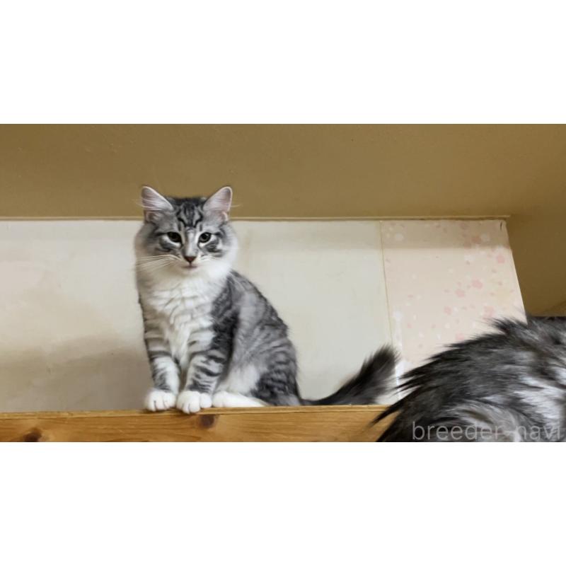 商談中の京都府のノルウェージャンフォレストキャット-126979の3枚目