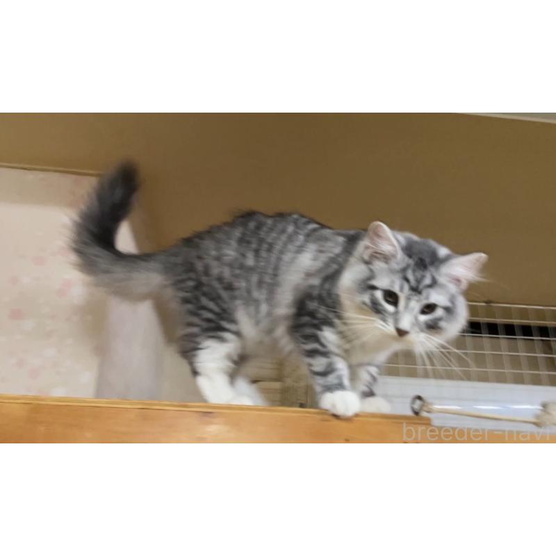 商談中の京都府のノルウェージャンフォレストキャット-126979の2枚目