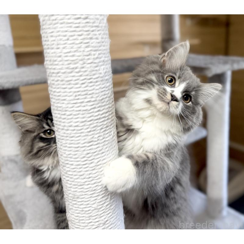 販売中の千葉県のサイベリアン-128792の13枚目