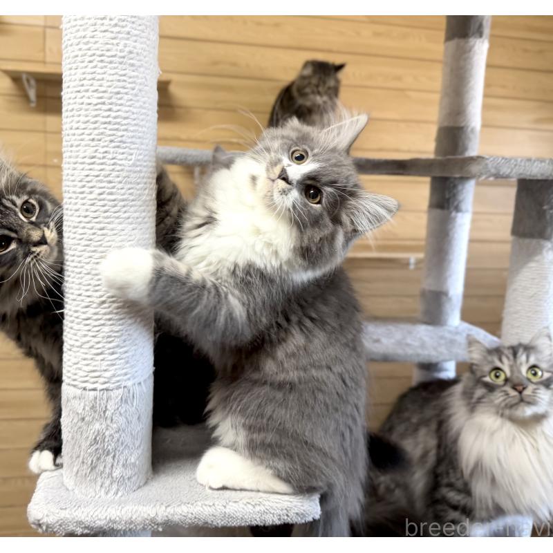 販売中の千葉県のサイベリアン-128792の11枚目