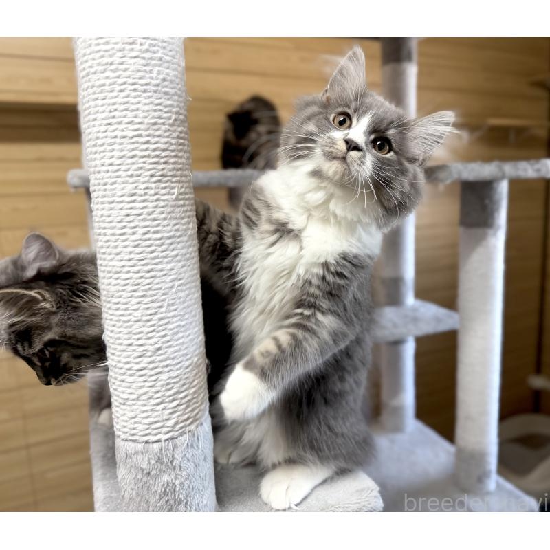 販売中の千葉県のサイベリアン-128792の10枚目