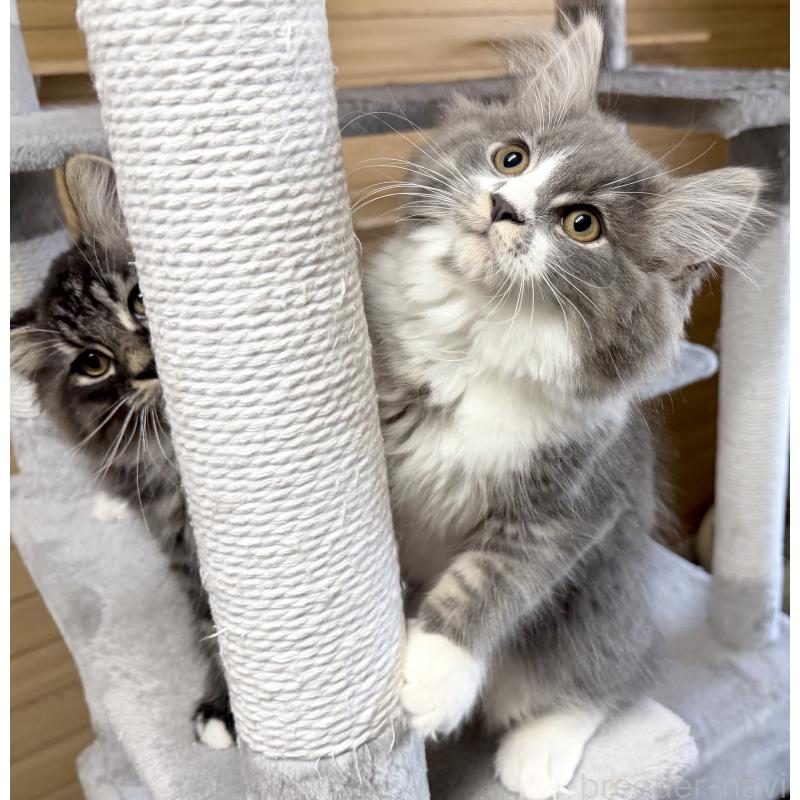 販売中の千葉県のサイベリアン-128792の9枚目