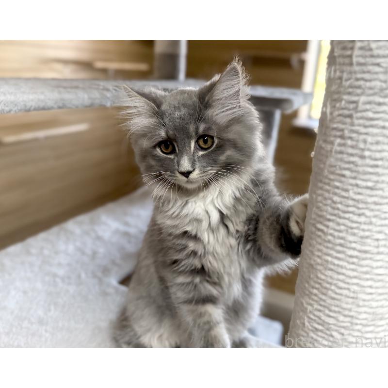 販売中の千葉県のサイベリアン-130060の6枚目