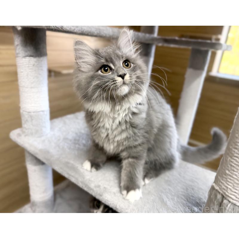 販売中の千葉県のサイベリアン-130060の5枚目