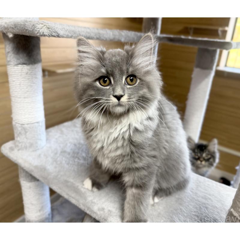 販売中の千葉県のサイベリアン-130060の4枚目