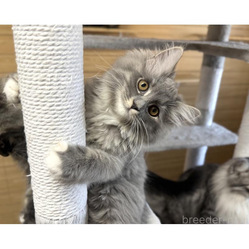 販売中の千葉県のサイベリアン-130060の3枚目