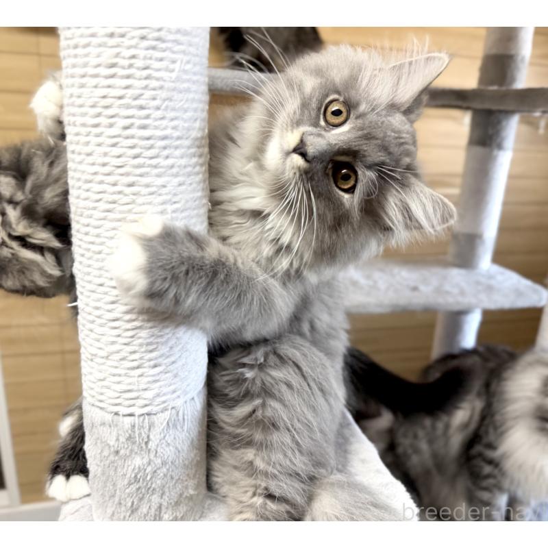 販売中の千葉県のサイベリアン-130060の2枚目