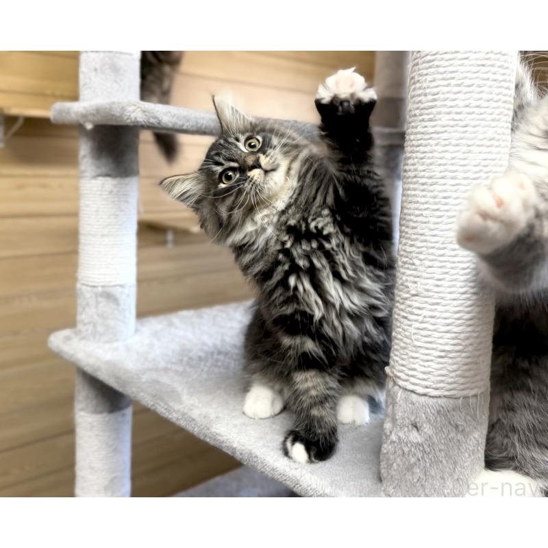 販売中の千葉県のサイベリアン-130061の5枚目