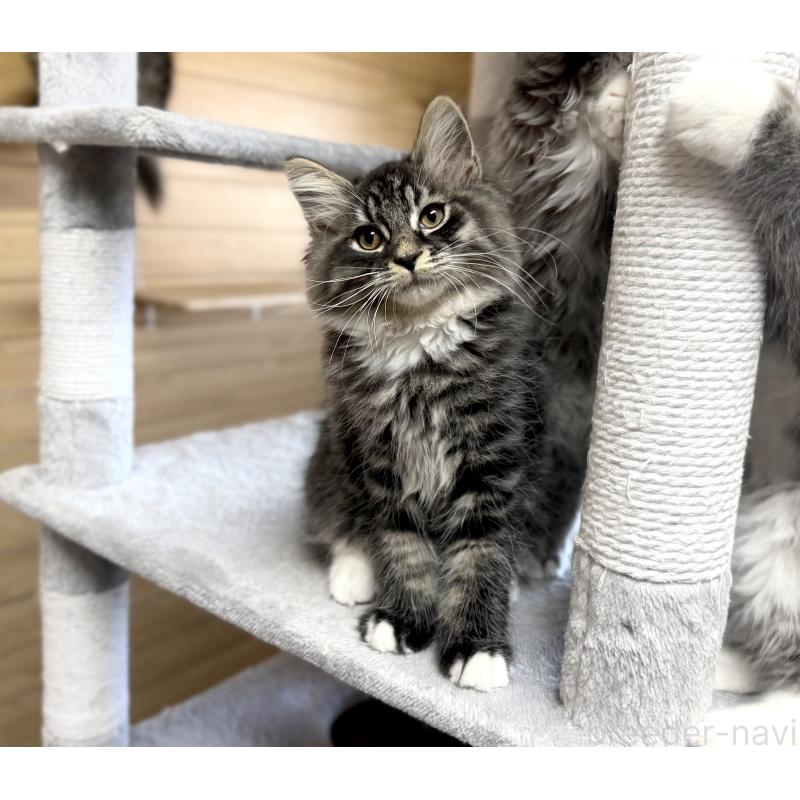 販売中の千葉県のサイベリアン-130061の4枚目