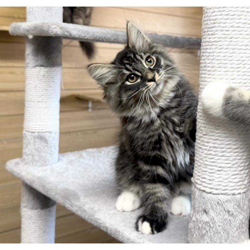 販売中の千葉県のサイベリアン-130061の3枚目