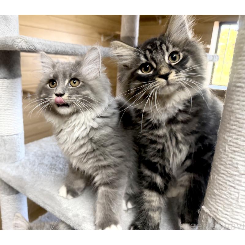 販売中の千葉県のサイベリアン-130061の2枚目