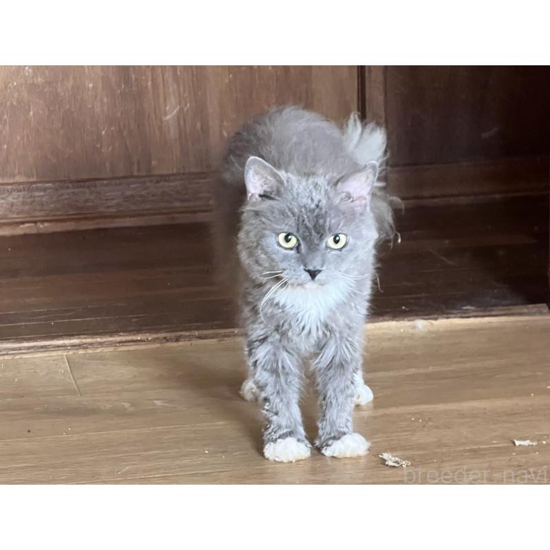 販売中の山口県のセルカークレックス-107287の2枚目