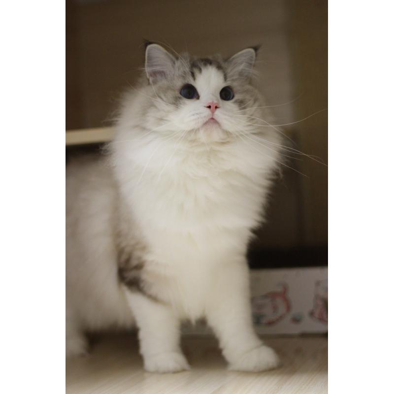 販売中の大阪府のラグドール-132274の8枚目