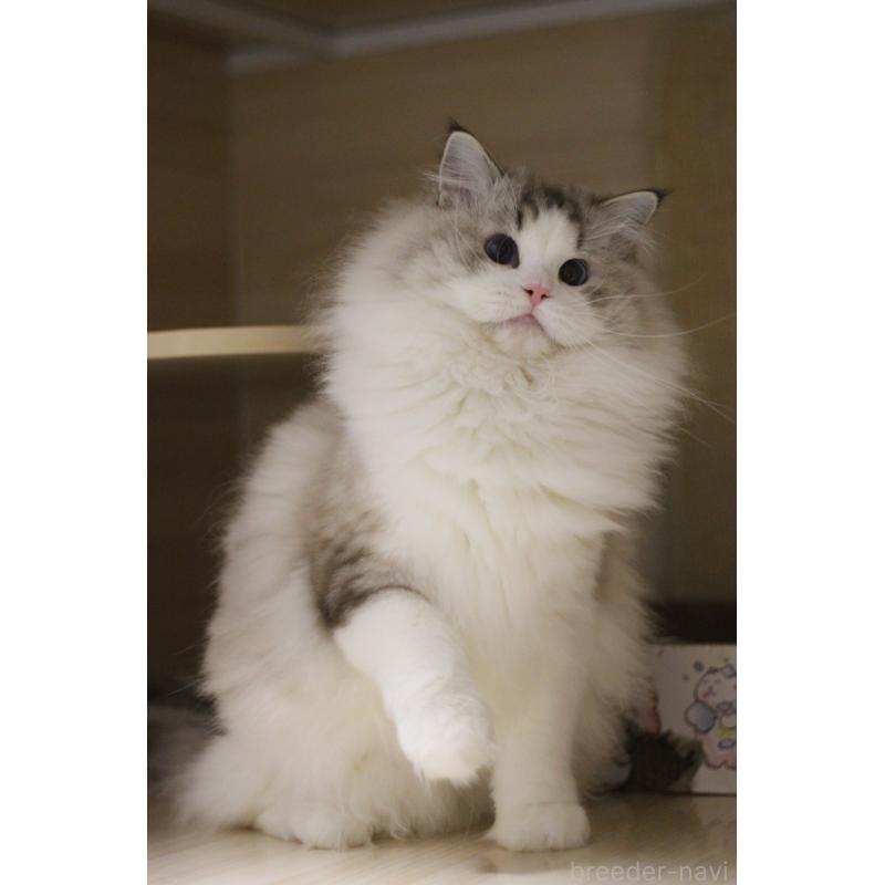 販売中の大阪府のラグドール-132274の7枚目