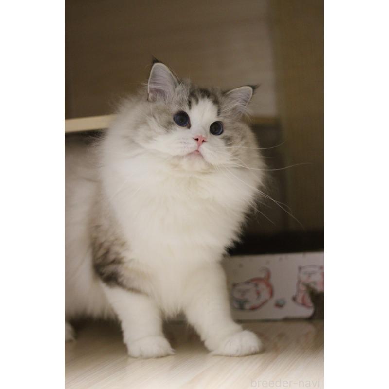 販売中の大阪府のラグドール-132274の6枚目