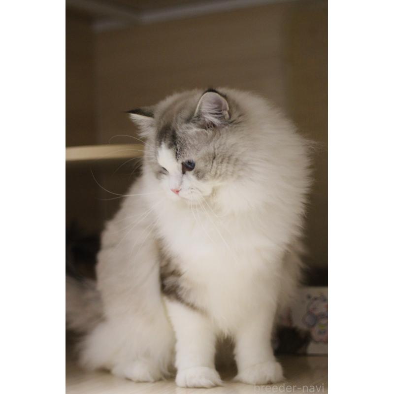 販売中の大阪府のラグドール-132274の5枚目