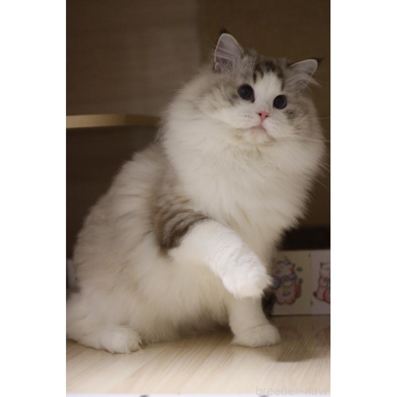 販売中の大阪府のラグドール-132274の4枚目