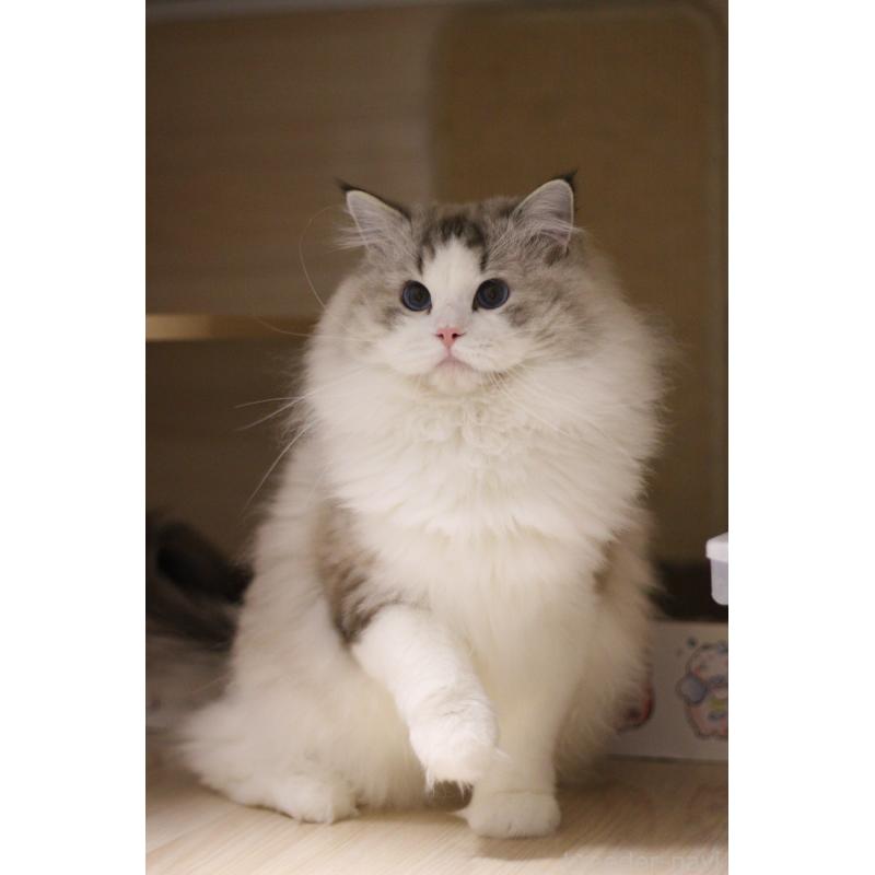 販売中の大阪府のラグドール-132274の3枚目