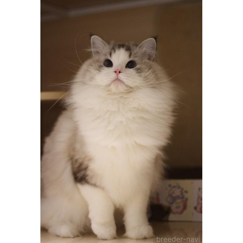 販売中の大阪府のラグドール-132274の2枚目