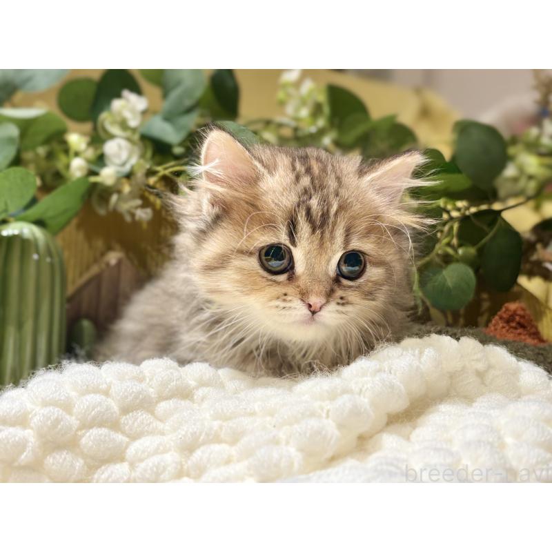 成約済の岐阜県のペルシャ(チンチラ)-130532の5枚目