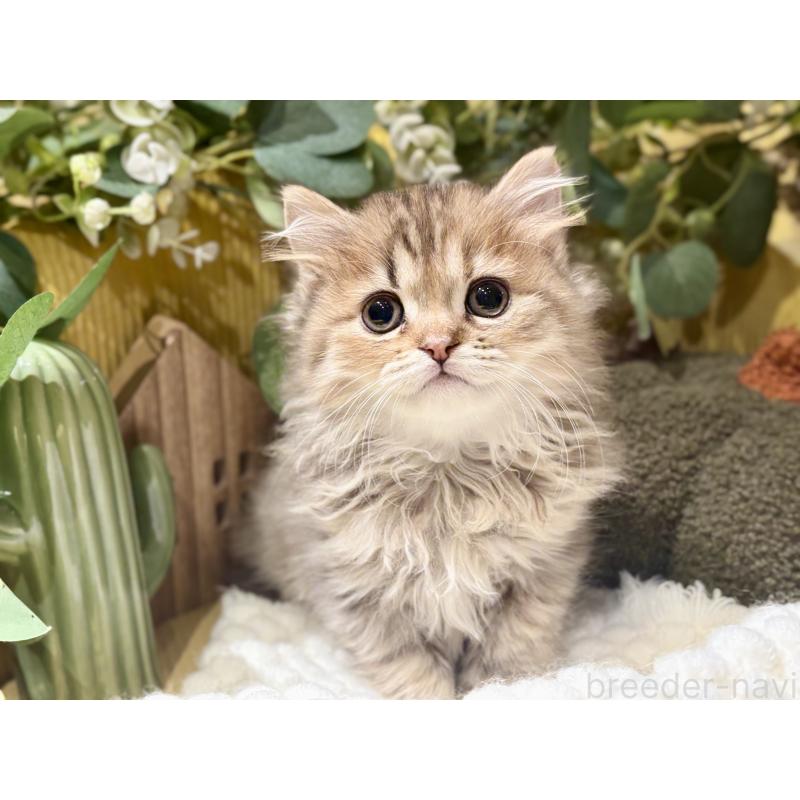 成約済の岐阜県のペルシャ(チンチラ)-130532の4枚目