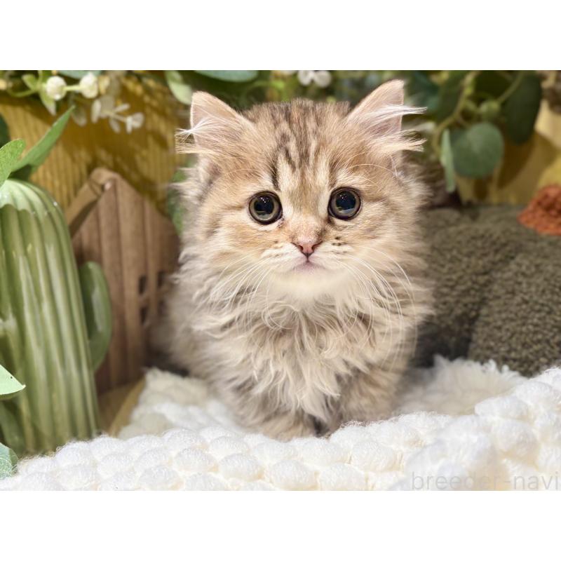 成約済の岐阜県のペルシャ(チンチラ)-130532の3枚目