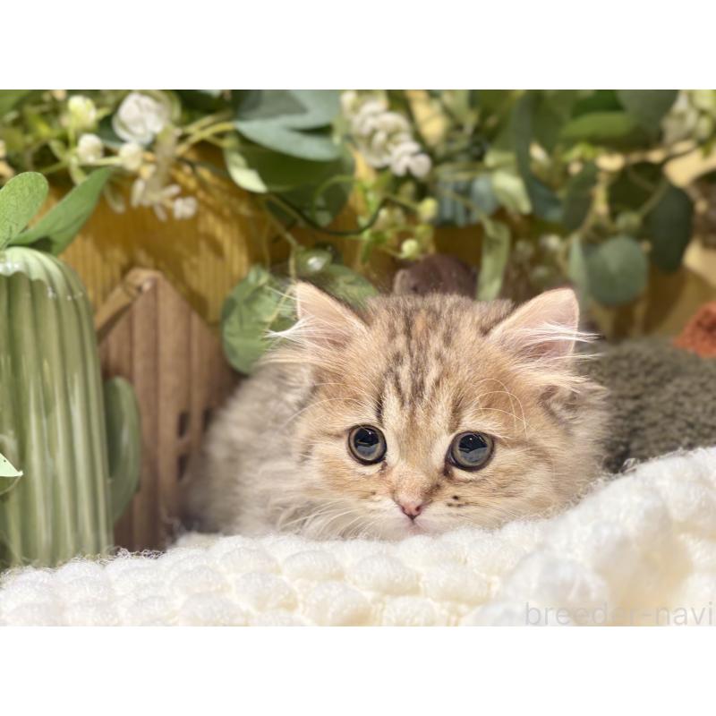 成約済の岐阜県のペルシャ(チンチラ)-130532の2枚目