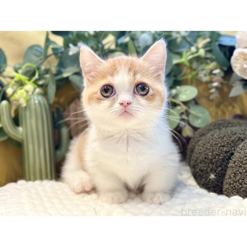 販売中の岐阜県のミヌエット(短足)-129103の6枚目