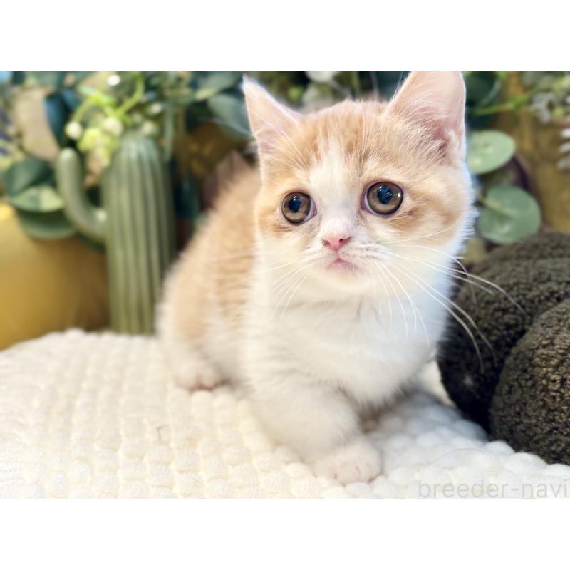 販売中の岐阜県のミヌエット(短足)-129103の4枚目