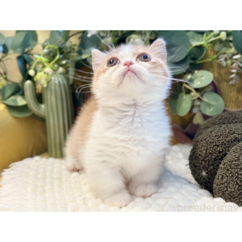 販売中の岐阜県のミヌエット(短足)-129103の3枚目