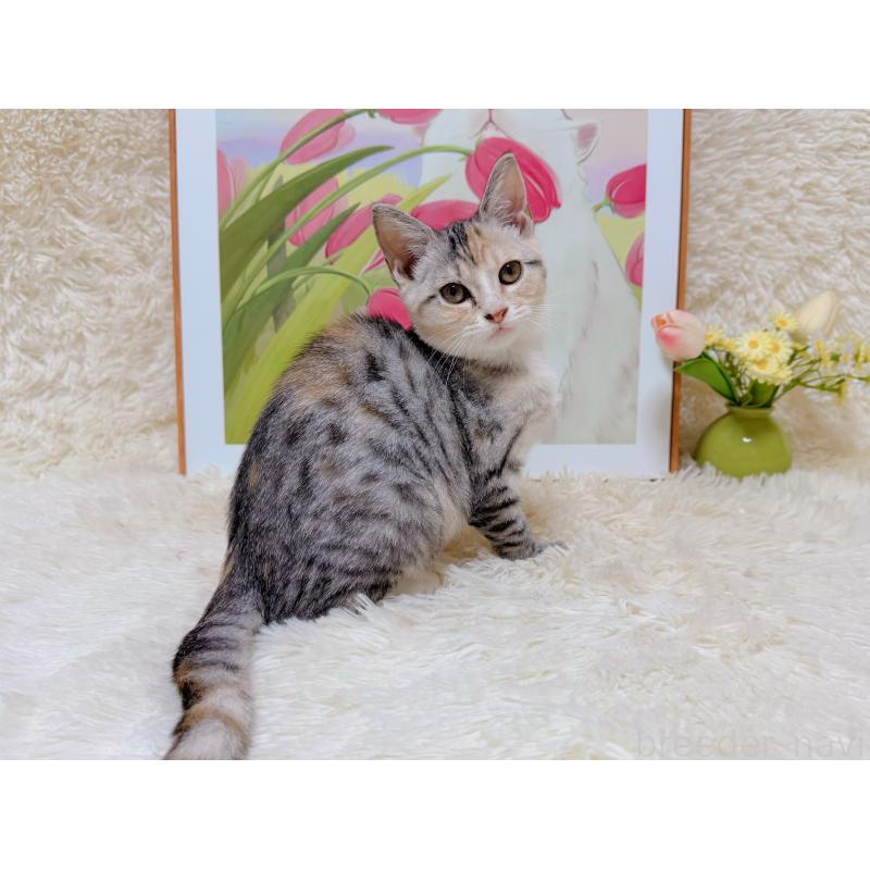 販売中の千葉県のマンチカン-132207の7枚目