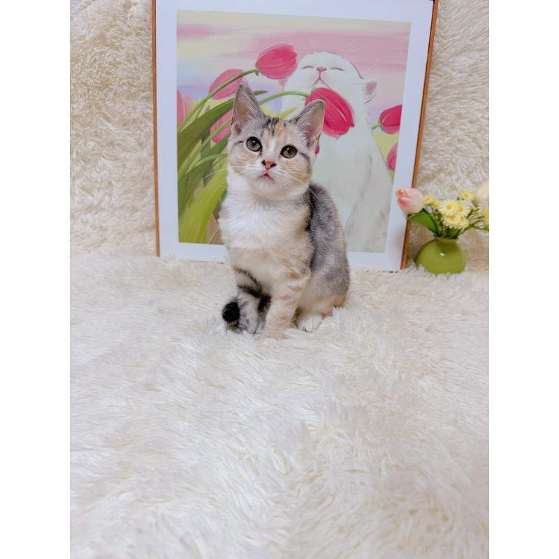 販売中の千葉県のマンチカン-132207の6枚目