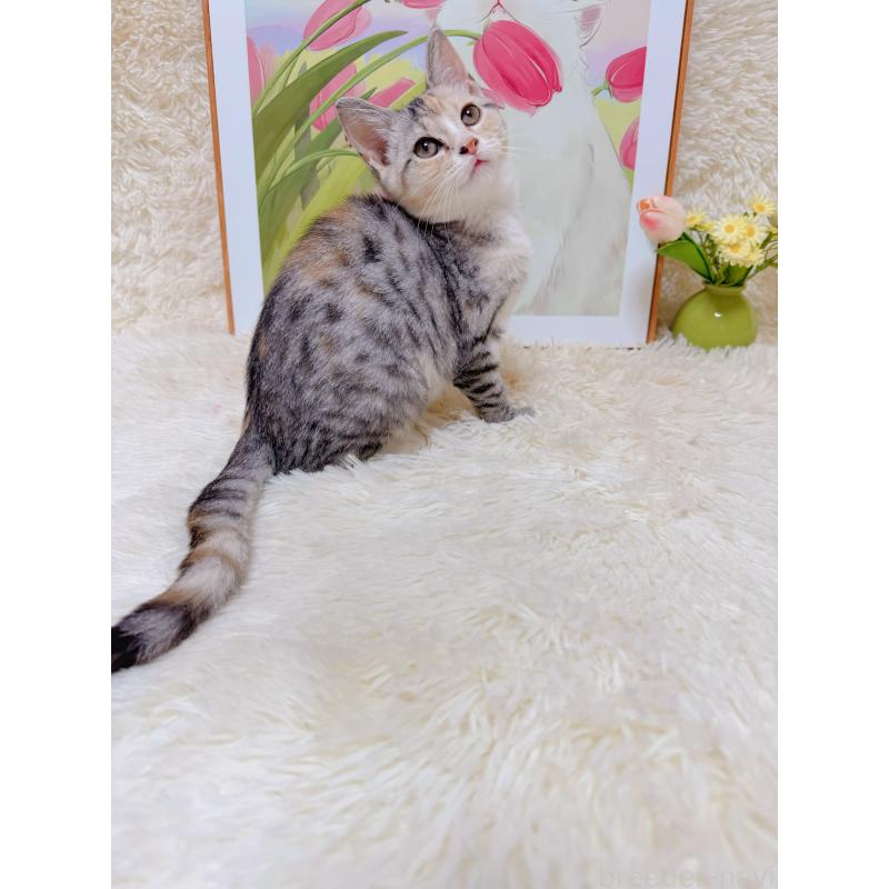 販売中の千葉県のマンチカン-132207の5枚目