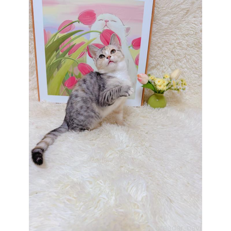 販売中の千葉県のマンチカン-132207の4枚目