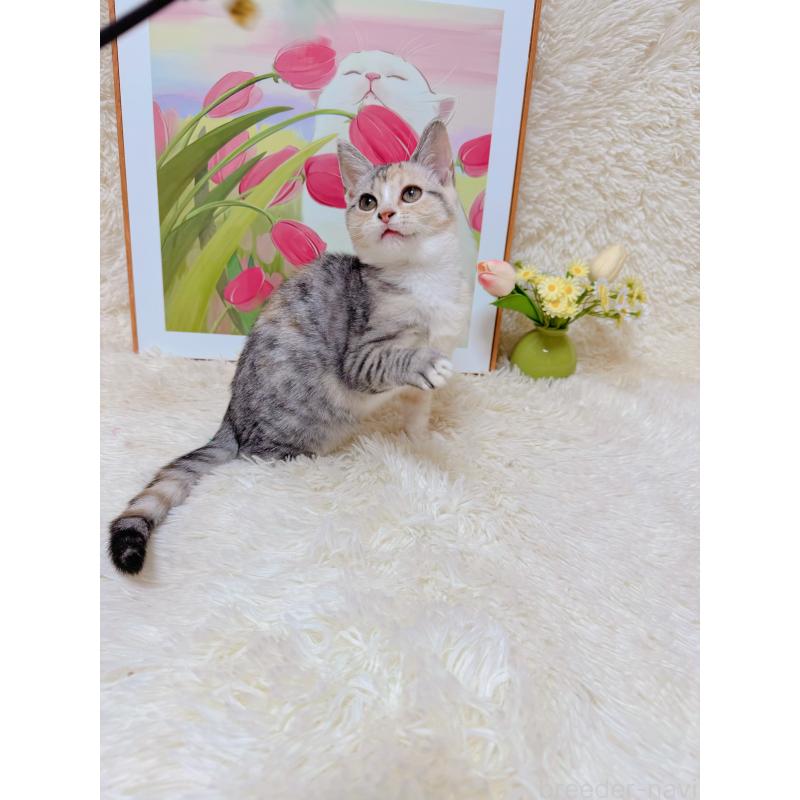 販売中の千葉県のマンチカン-132207の3枚目