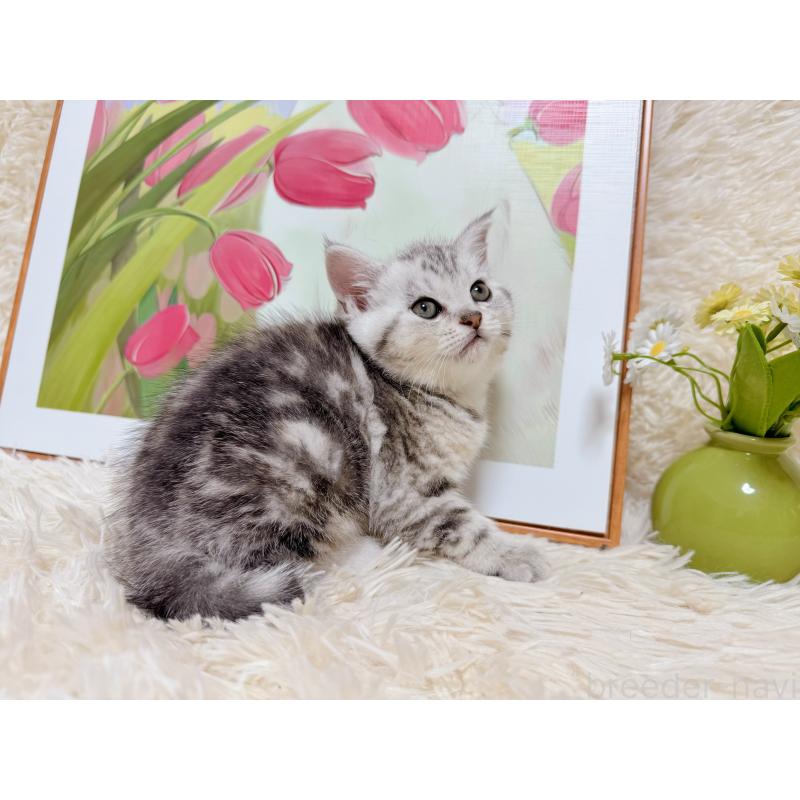 販売中の千葉県のアメリカンショートヘア-132208の7枚目