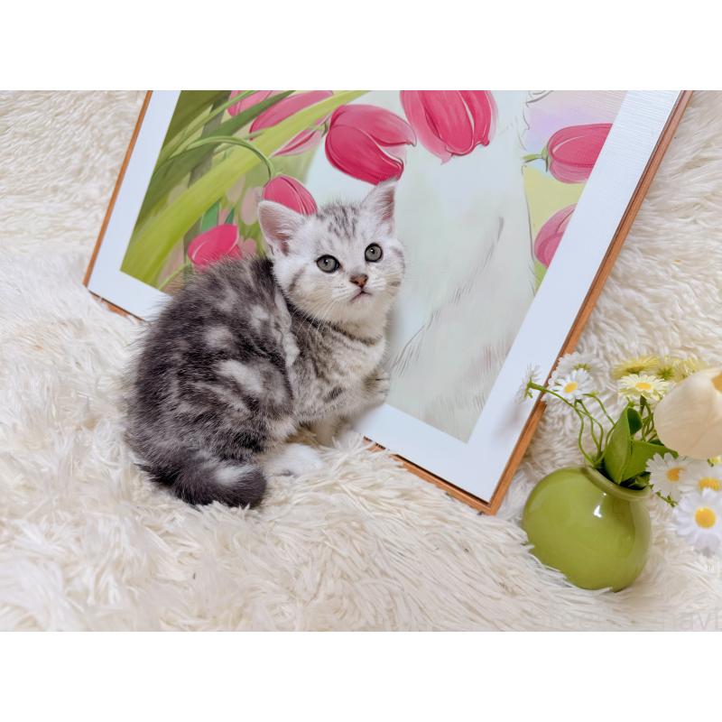 販売中の千葉県のアメリカンショートヘア-132208の5枚目