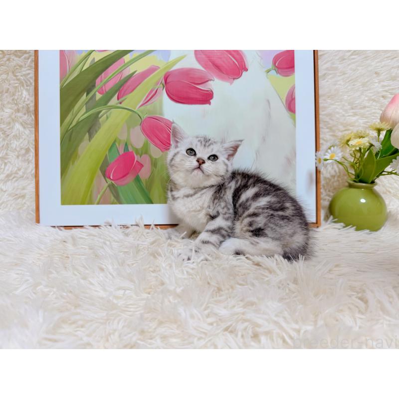 販売中の千葉県のアメリカンショートヘア-132208の4枚目