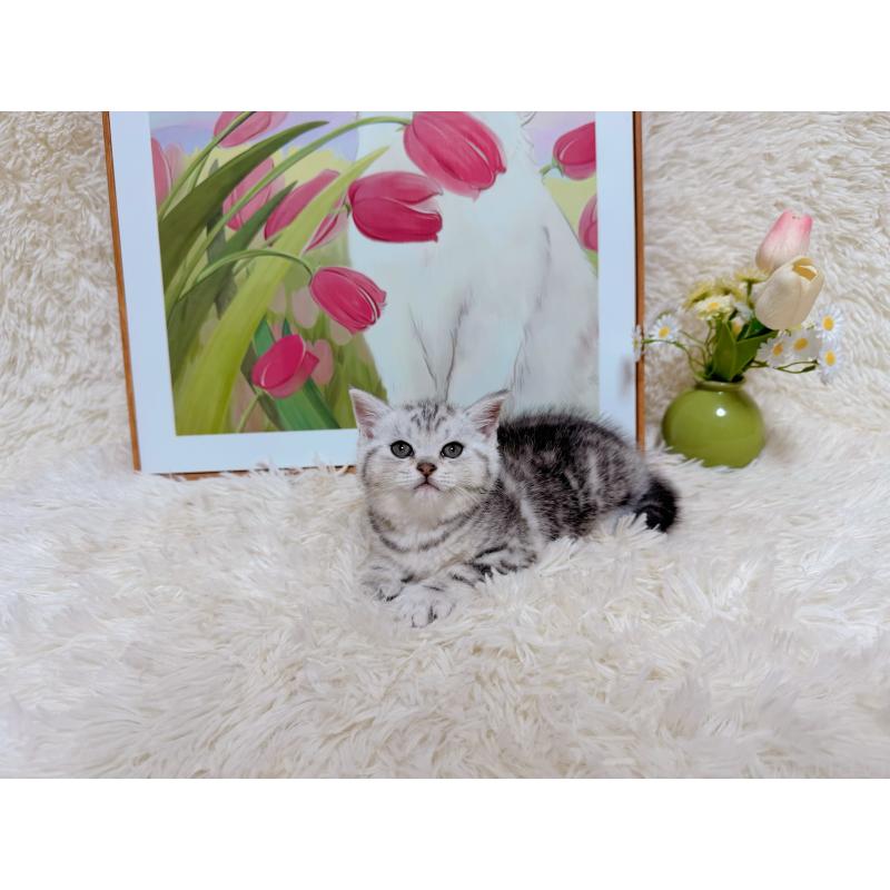 販売中の千葉県のアメリカンショートヘア-132208の3枚目