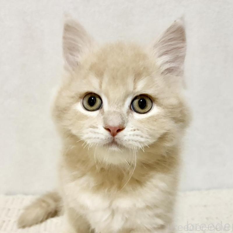 成約済の兵庫県のサイベリアン-131736の8枚目