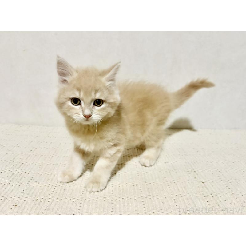 成約済の兵庫県のサイベリアン-131736の7枚目