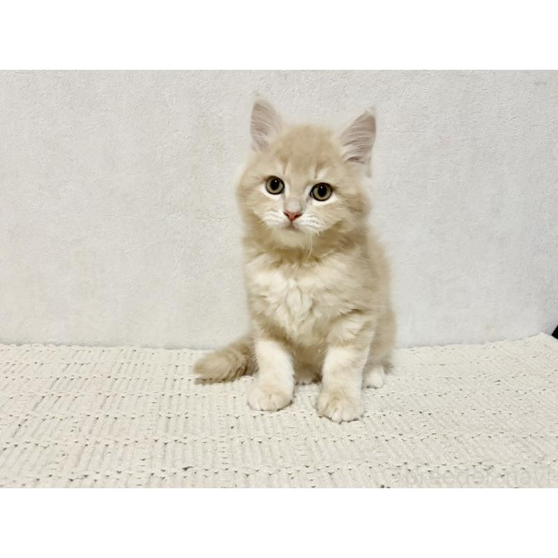 成約済の兵庫県のサイベリアン-131736の6枚目