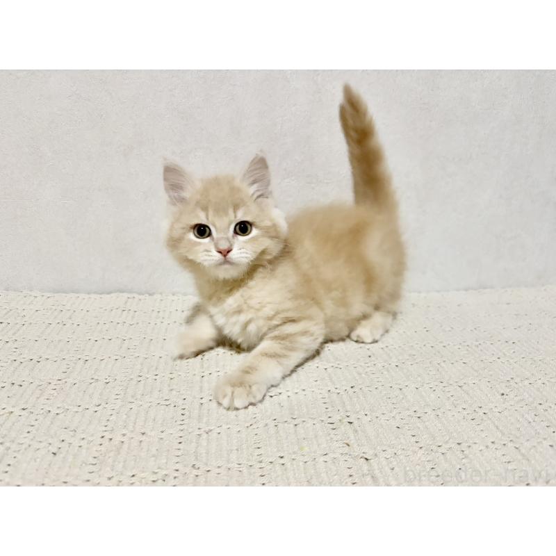 成約済の兵庫県のサイベリアン-131736の5枚目