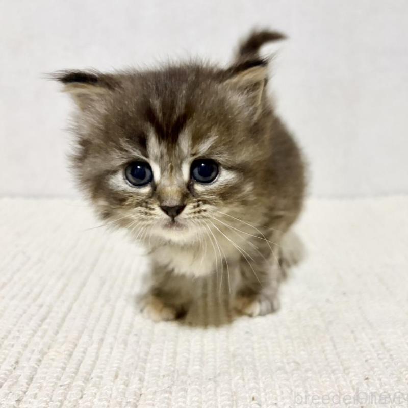 成約済の兵庫県のサイベリアン-131892の11枚目