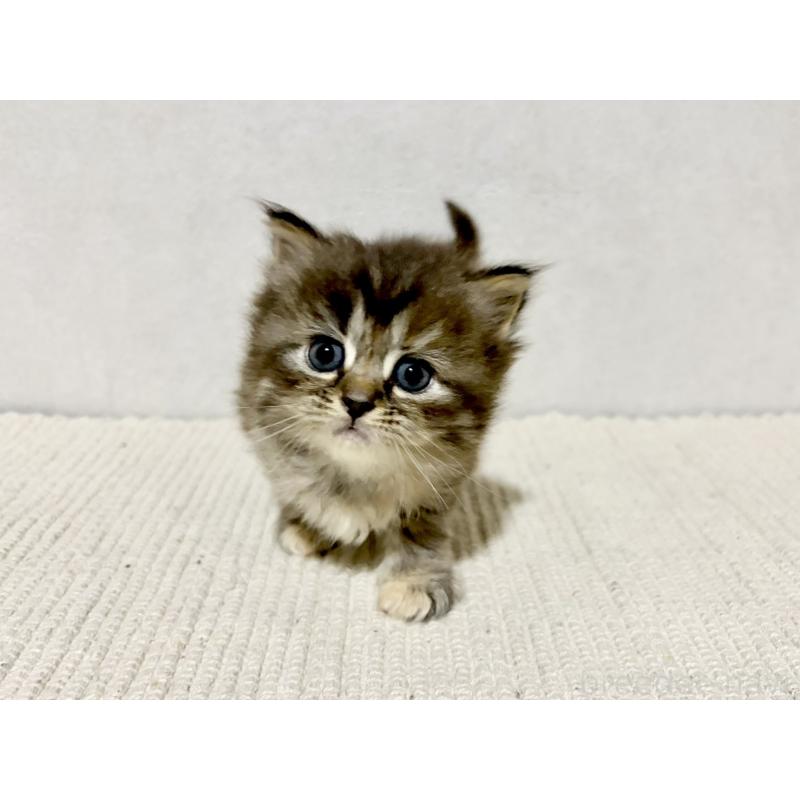 成約済の兵庫県のサイベリアン-131892の8枚目