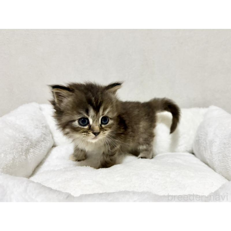 成約済の兵庫県のサイベリアン-131892の7枚目