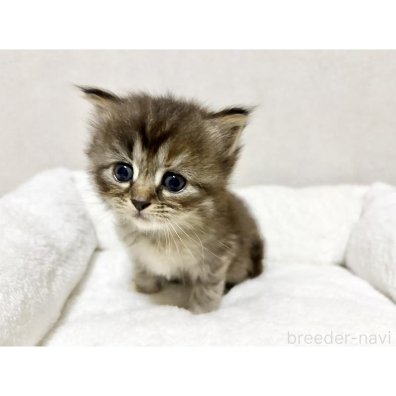 成約済の兵庫県のサイベリアン-131892の6枚目