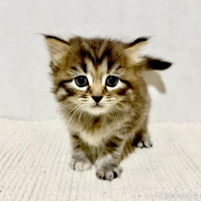 販売中の兵庫県のサイベリアン-131893の13枚目