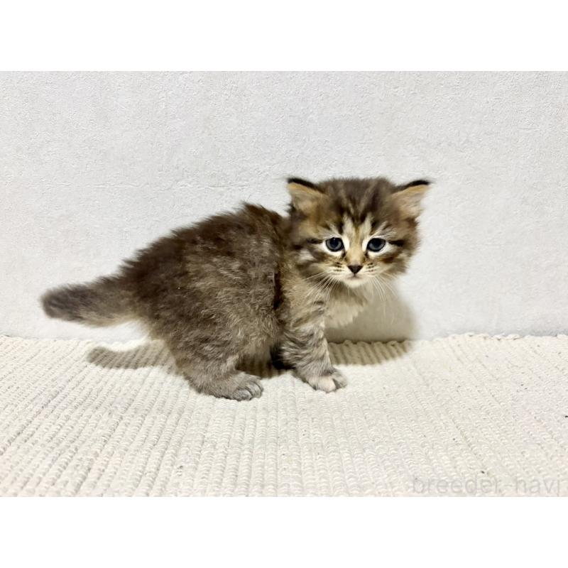 販売中の兵庫県のサイベリアン-131893の12枚目