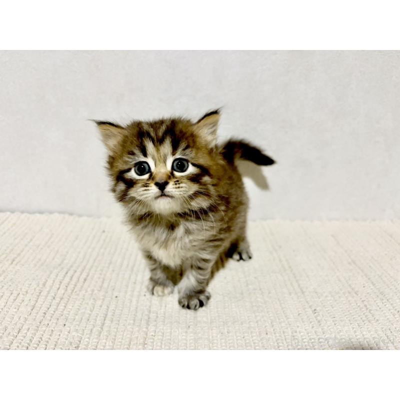 販売中の兵庫県のサイベリアン-131893の11枚目